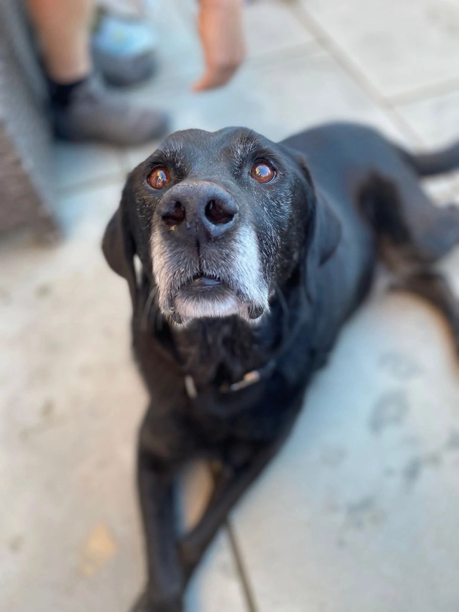 Black Labrador with a grey muzzle looking up at the camera