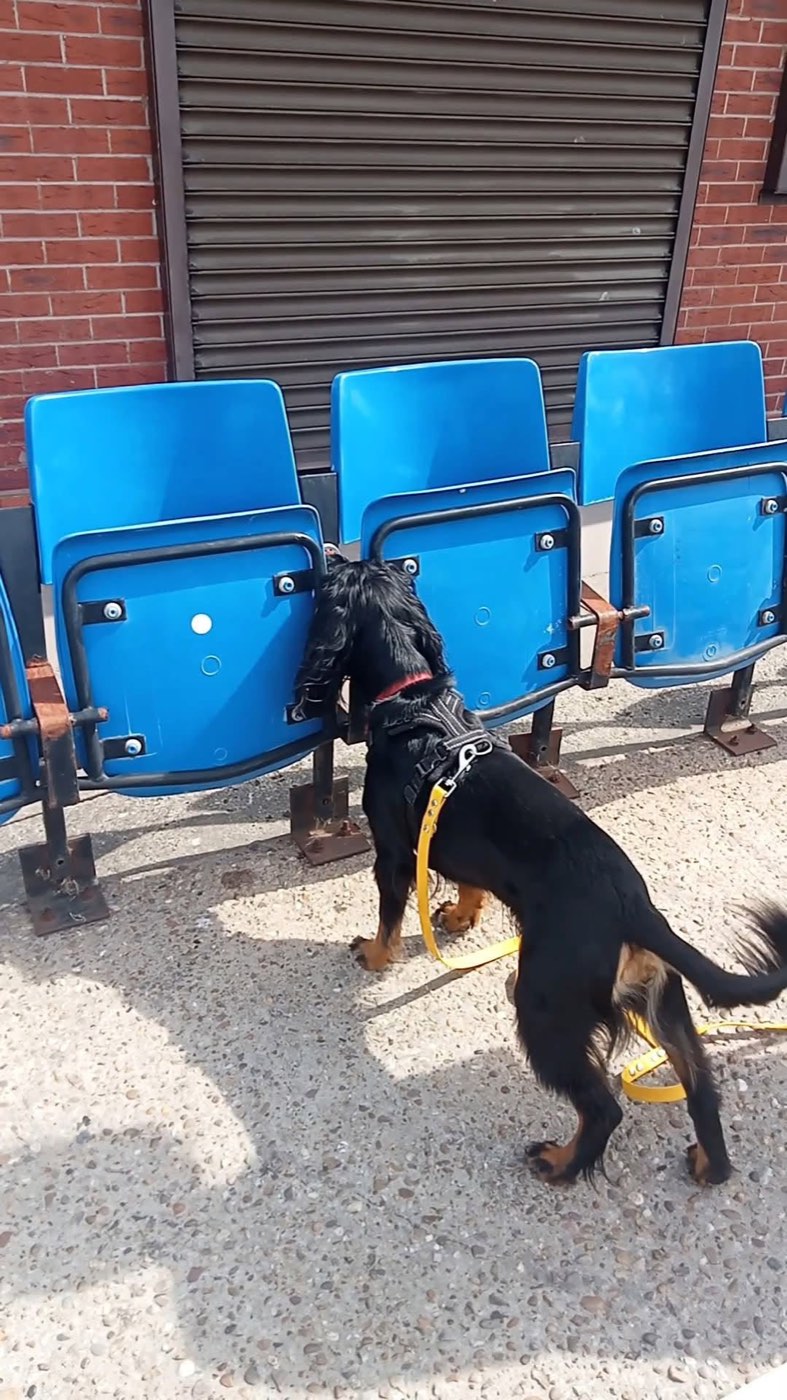 Dog searching a row of blue stadium seats during a scentwork session