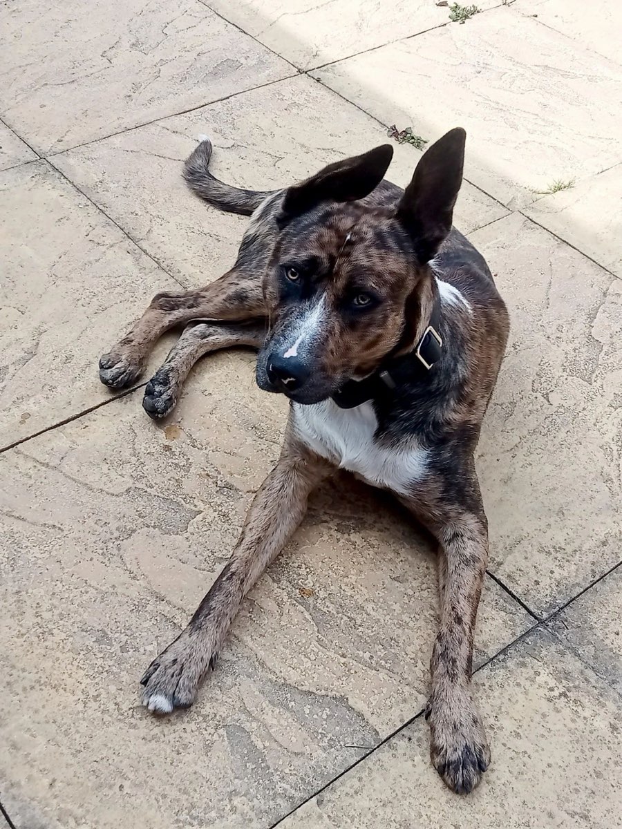 Brindle dog lying on a patio