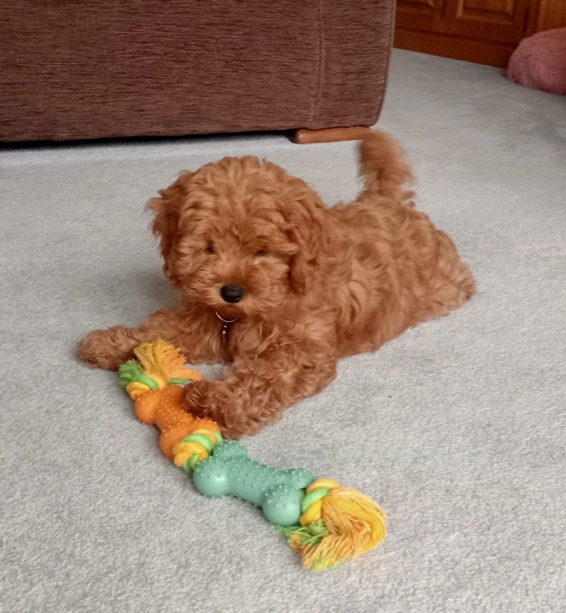 Apricot cavapoo puppy lying with a rope toy