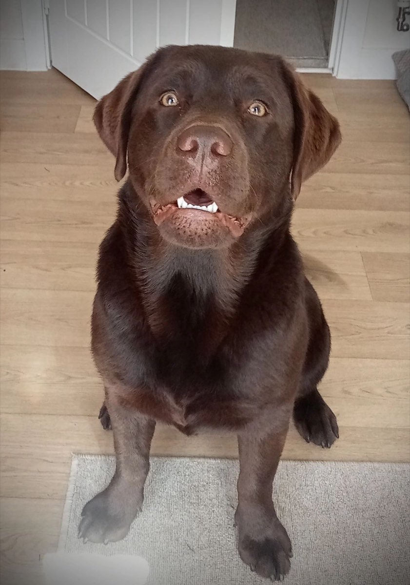 Chocolate Labrador sitting and looking up