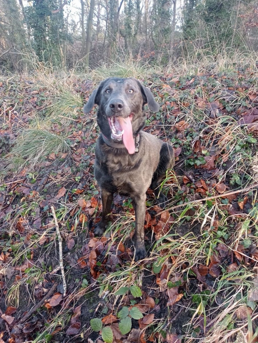 Dark Labrador sitting happily among autumn leaves in woodland