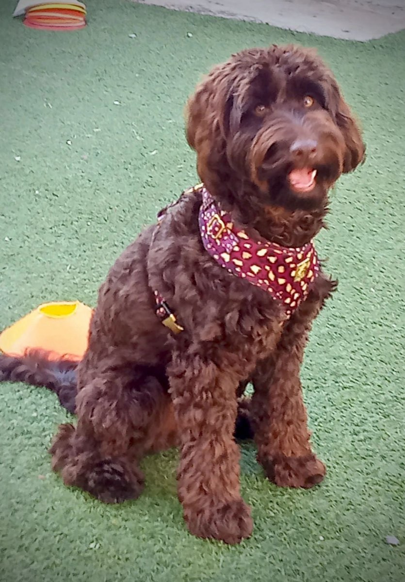 Chocolate doodle wearing a red bandana