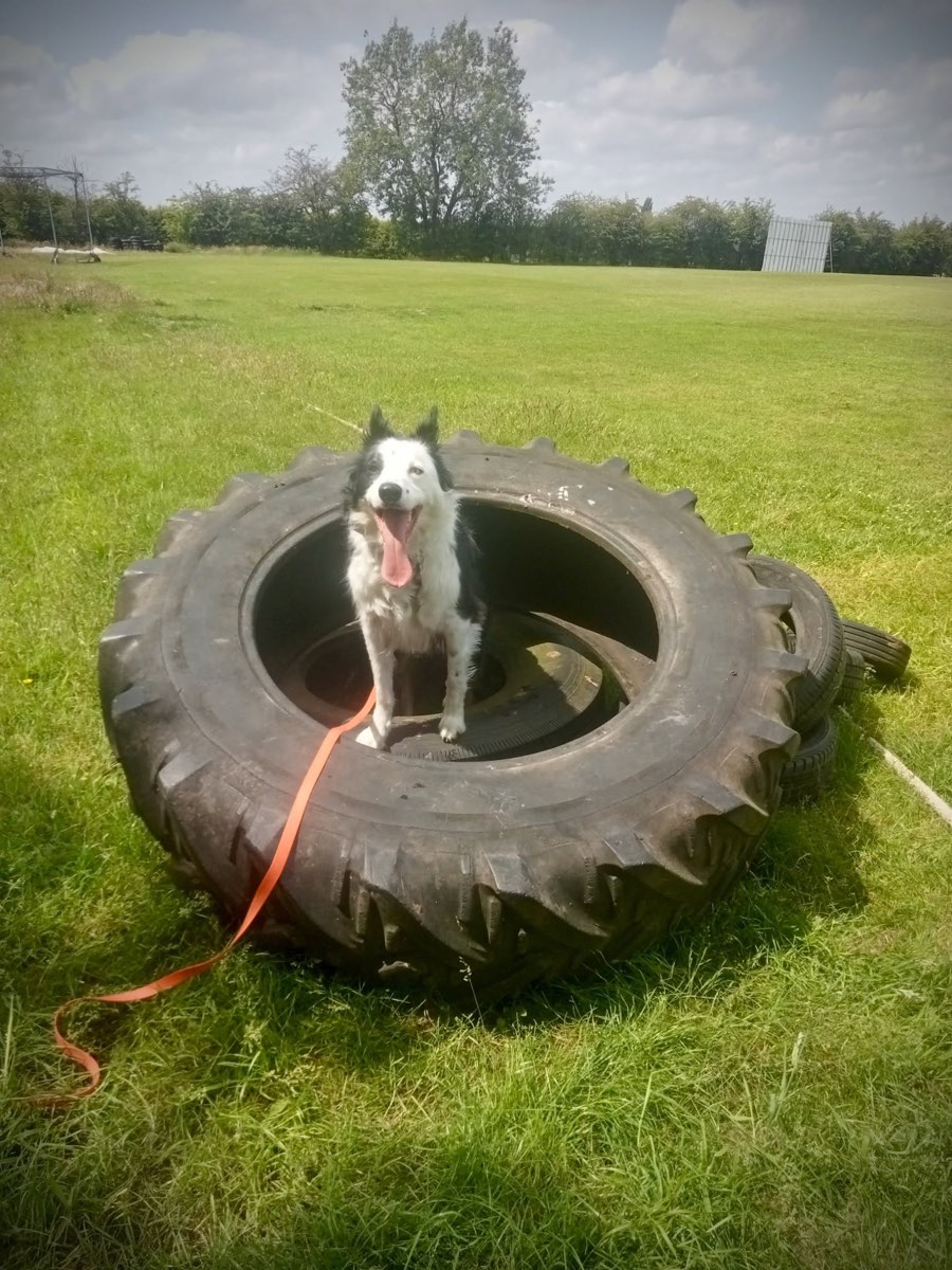Border Collie sitting inside a big tractor tyre in a field