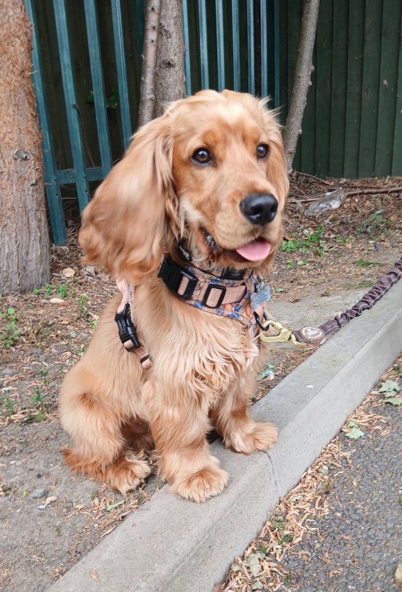 Golden Cocker Spaniel sitting on a path