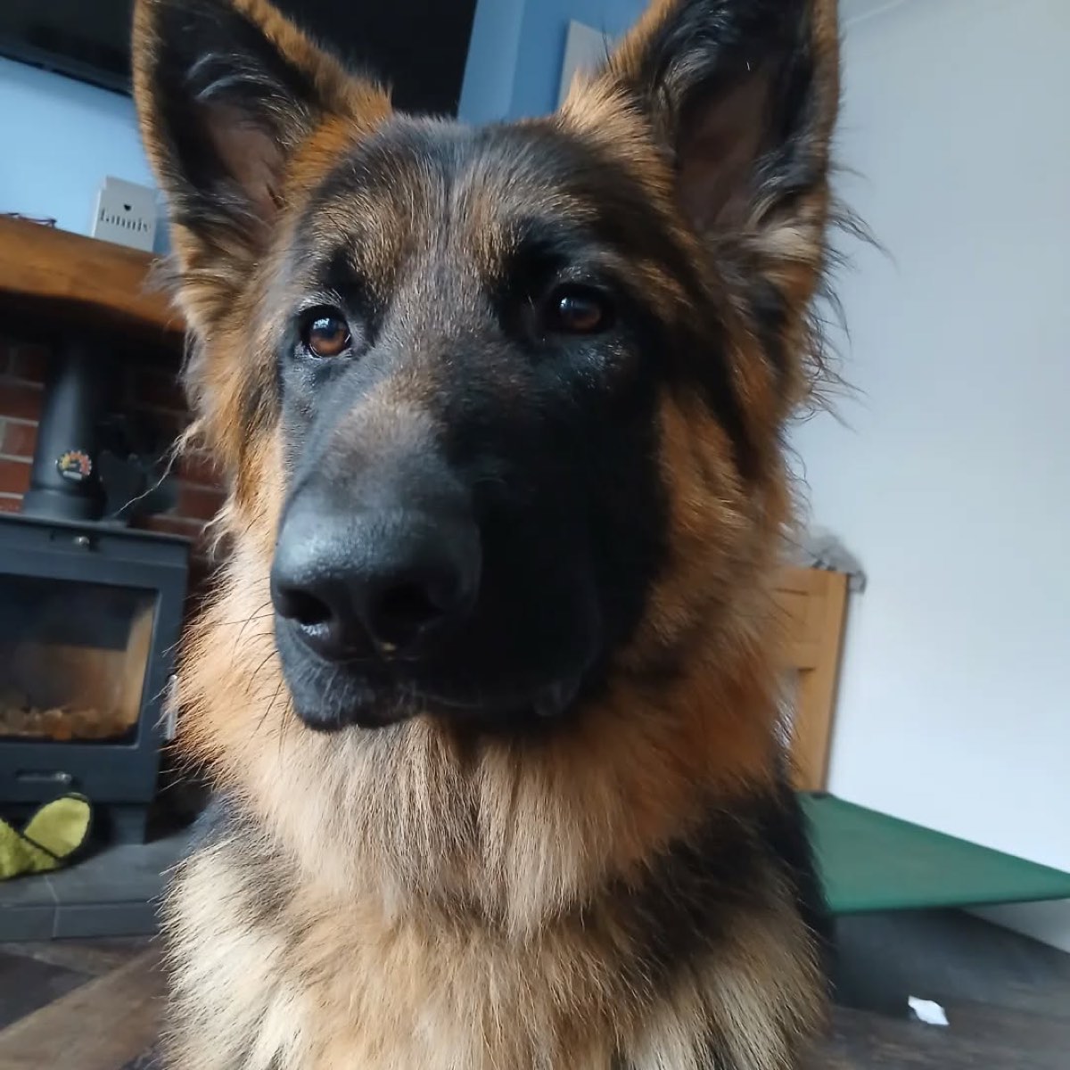 Close-up of a German Shepherd at home