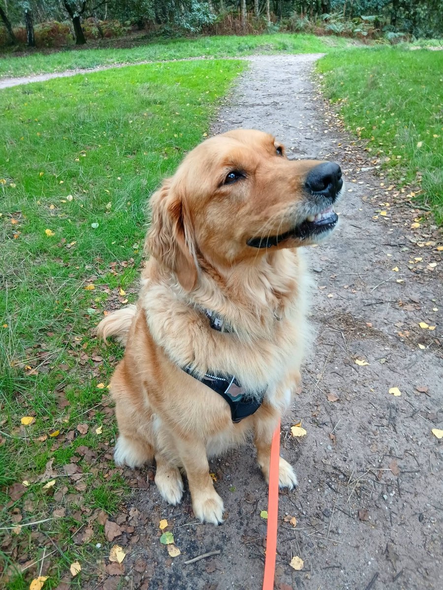 Golden Retriever sitting on a woodland path
