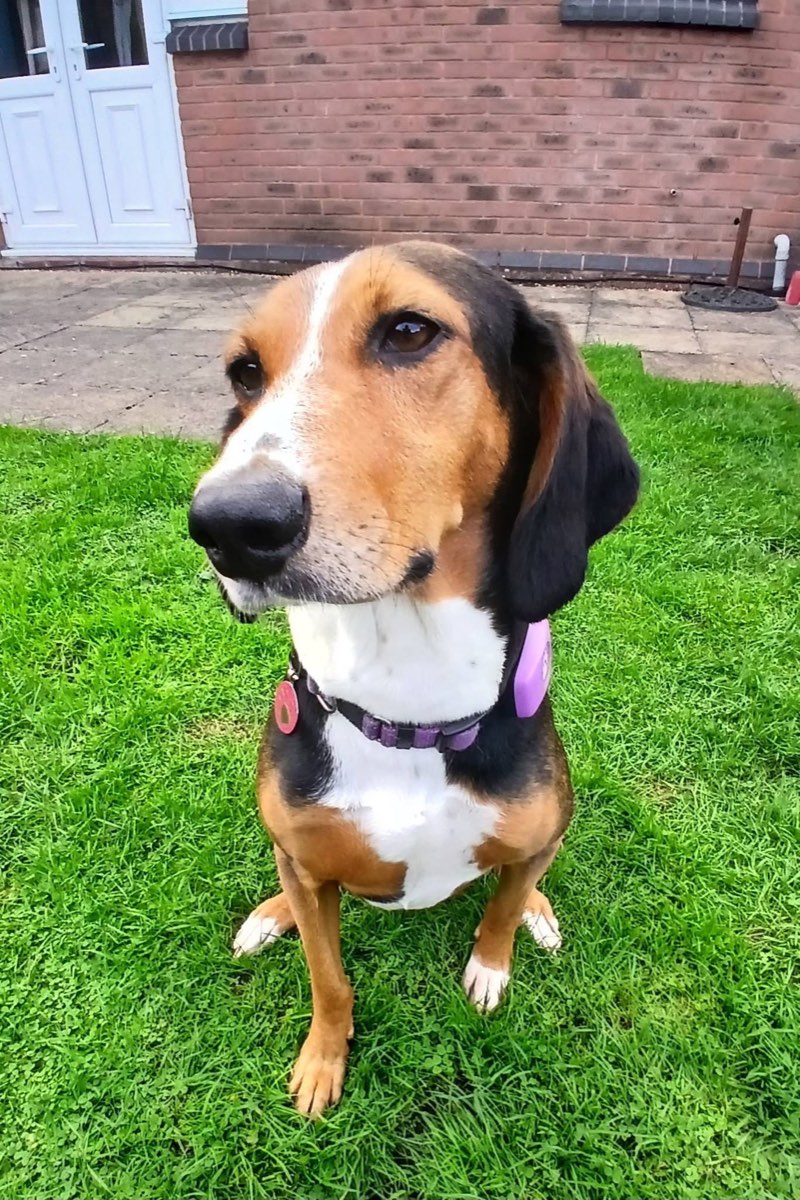 Tricolour hound sitting on a lawn