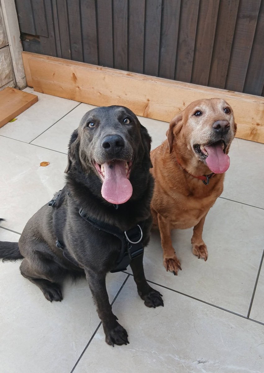 Black Labrador and fox red Labrador sitting side by side on a patio