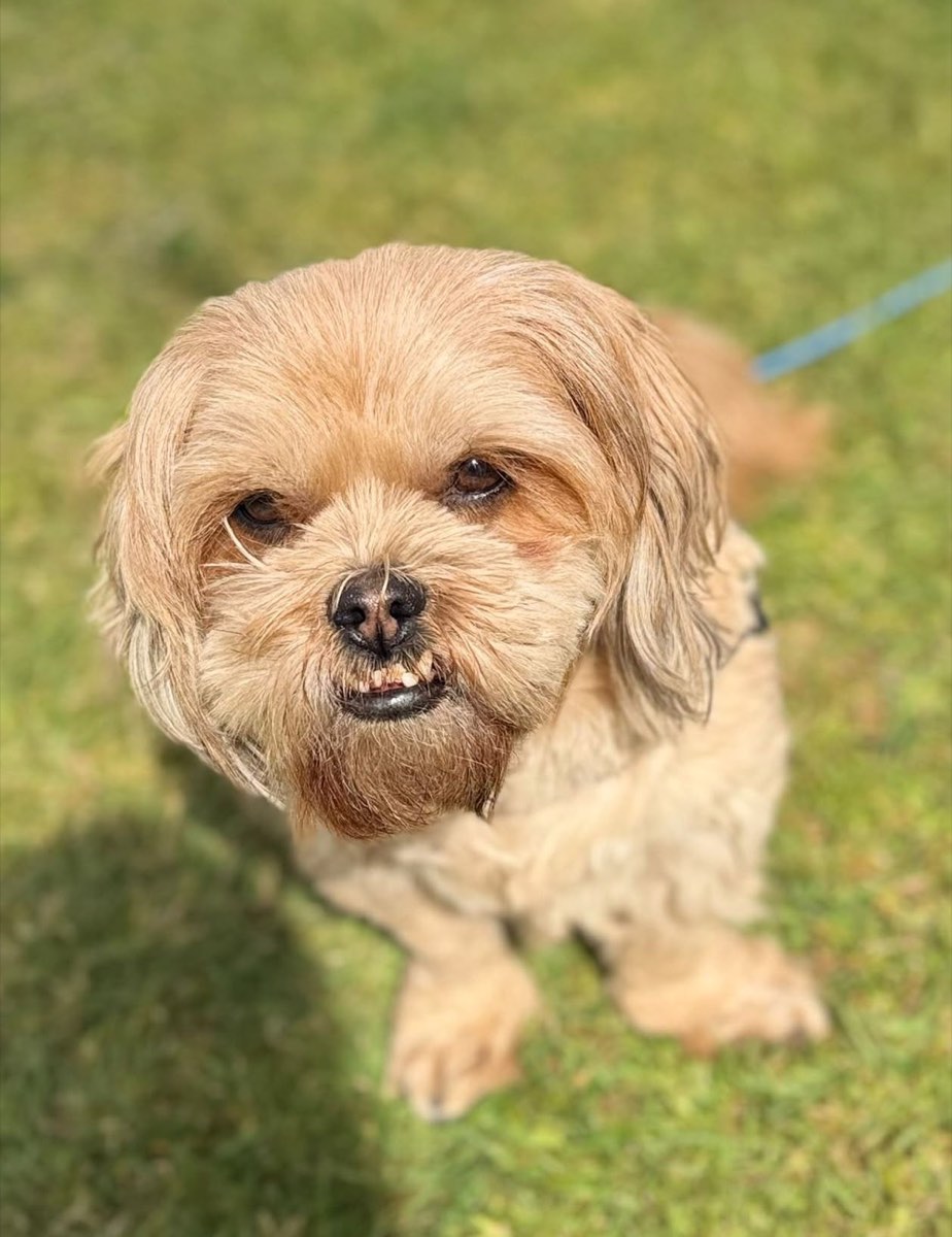 Small fluffy dog sitting on the grass