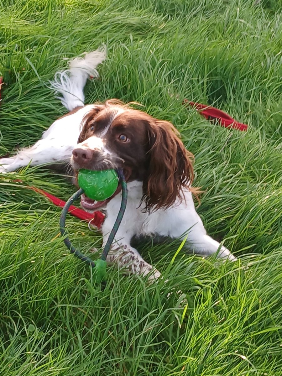Springer Spaniel lying in the grass with a green ball