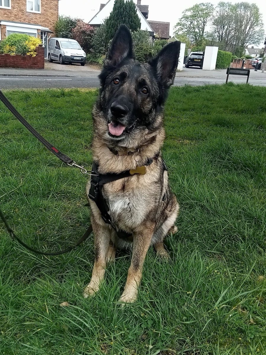 German Shepherd in a harness sitting on grass in a park