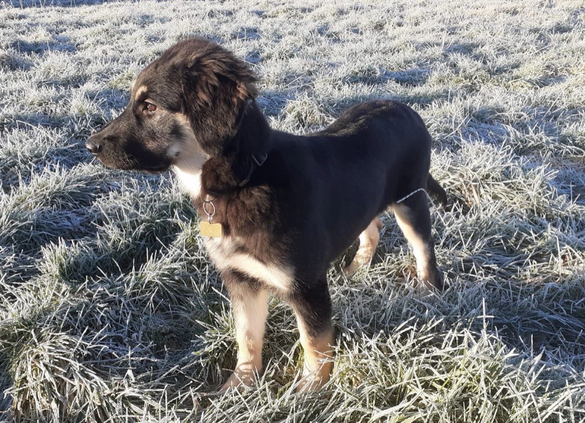 German Shepherd puppy on frosty grass