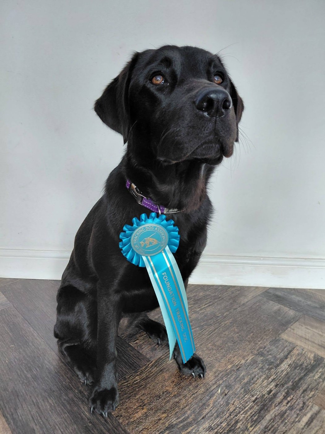 Jessie, Chris’s black Labrador, sitting proudly with a blue rosette