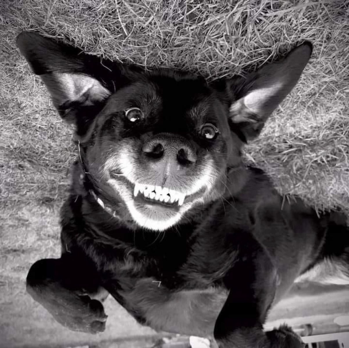 Pinto, Chris’s rescued black Labrador, lying upside down and grinning