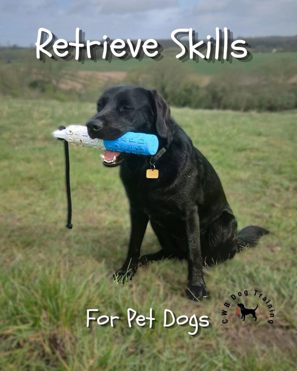 Black Labrador sitting in a field holding a blue training dummy