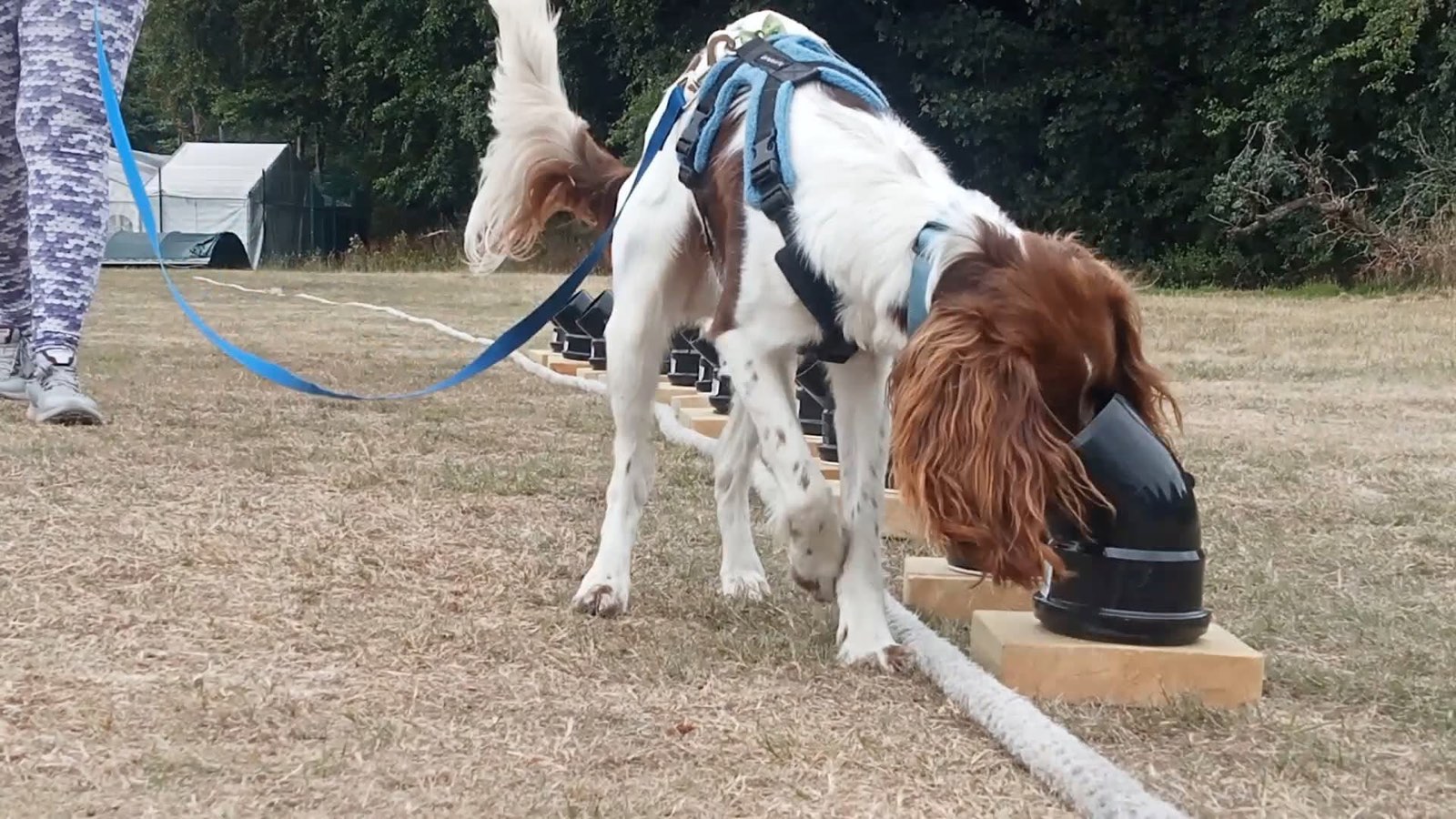 Spaniel searching a scent box on a scentwork course