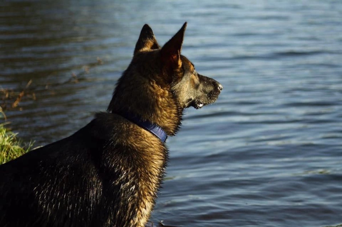 German Shepherd looking out over water