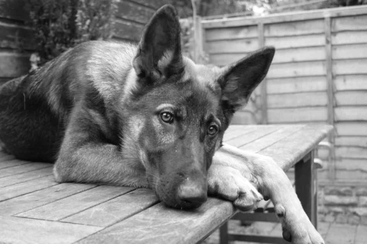 German Shepherd resting its head on a garden table