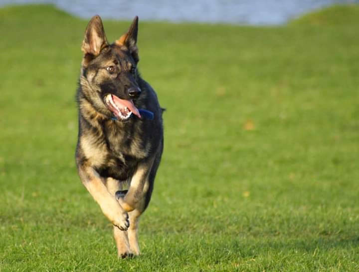 German Shepherd running across a field