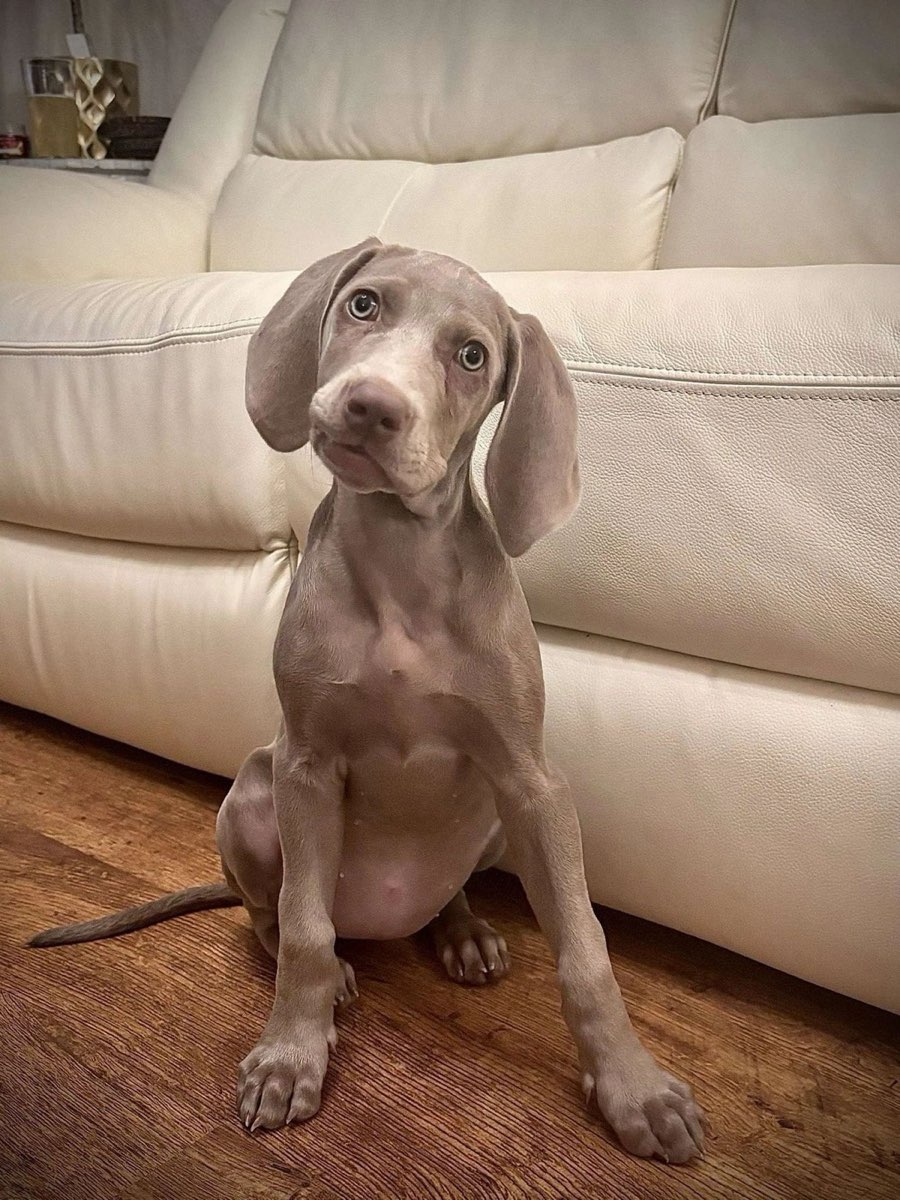 Weimaraner puppy sitting by a sofa with its head tilted